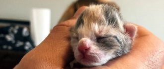 Как выходить новорожденных котят без кошки: чем кормить и как часто, какой требуется уход, в каком возрасте вводить прикорм