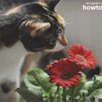 How to protect flowers from a cat - ZdavNews