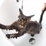 Какие кошки любят воду?