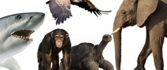 What animals and birds live the longest on the planet?