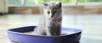 which litter tray is best for a kitten
