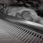 Which comb to choose for your cat