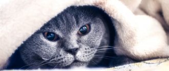 Капли Стоп-стресс для кошек - инструкция по применению