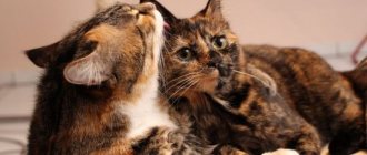 A neutered cat wants a cat: reasons