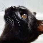 Nicknames for black cats for boys and girls