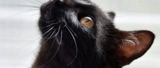 Nicknames for black cats for boys and girls