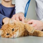 There are two types of enemas for cats