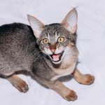 Key facts about chausie
