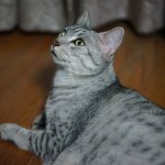 Key facts about the Egyptian Mau
