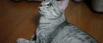 Key facts about the Egyptian Mau