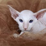 Key facts about Peterbald