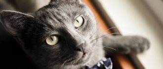 Key facts about the Russian Blue cat