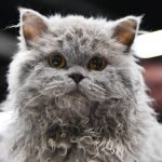 Key facts about the Selkirk Rex