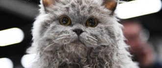 Key facts about the Selkirk Rex