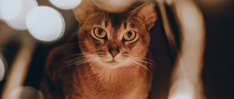 Ключевые факты об абиссинской кошке