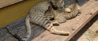 Key Facts About the Asian Tabby