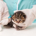 When should I get my first vaccine?