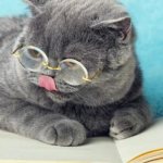 Brit cat food reviews from veterinarians