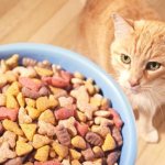 Darling cat food reviews from veterinarians