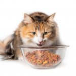 Food for cats with sensitive digestion