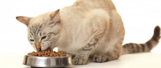Feed your cat dry food