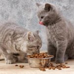 Feeding dry food to kittens