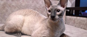 Cornish Rex - description, pros and cons of the breed, maintenance features