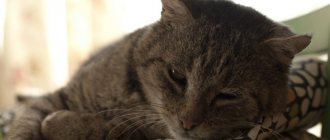 Feline old age - what you need to know about caring for an aging animal