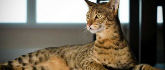 Asherah cat - Savannah cat