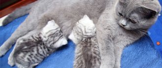 Britaka cat feeds her kittens