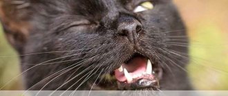 Cat sneezes: causes and treatment