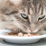 Cat eats food with shrimp