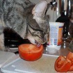 Cat eats vegetables