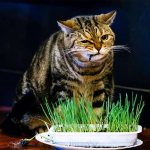 Cat eats grass (oats), photo photo