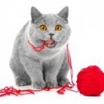 Cat eats rope