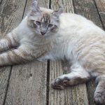 Кошка хайлендер: описание породы и особенности характера