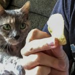 Cat and chips