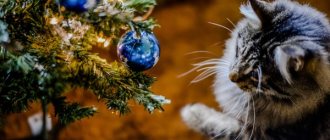 Cat plays with Christmas tree