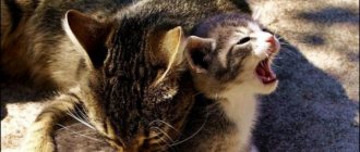 Кошка кусает котят: как реагировать и причины этой странной привычки