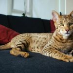 Кошка Леопард