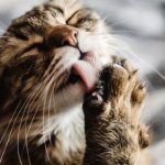 Кошка лижет, ест шерсть и ткани: что значит и как реагировать