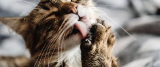 Кошка лижет, ест шерсть и ткани: что значит и как реагировать