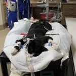 cat on the operating table under anesthesia