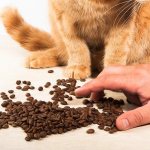 The cat does not eat dry food