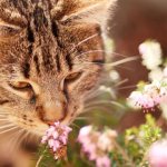 Cat smells flowers