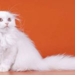 кошка окрасы белого цвета - хайленд фолд