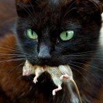 The cat was poisoned by rat poison