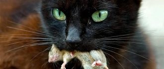The cat was poisoned by rat poison