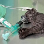 Cat under anesthesia