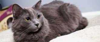 Nebelung cat on a white blanket
